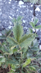 Drymocallis lactea austiniae