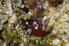 Actinia fragacea