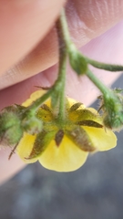 Drymocallis lactea austiniae