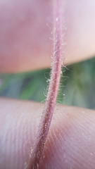 Drymocallis lactea austiniae