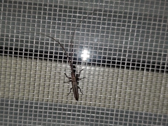 Hippopsis lemniscata