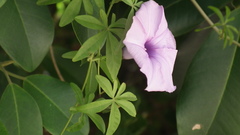Ipomoea cairica cairica