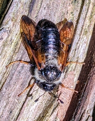 Trichiosoma triangulum
