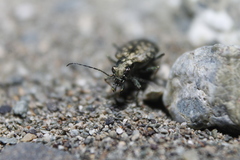 Opisthius richardsoni