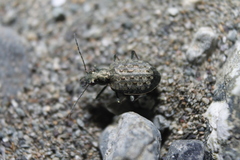 Opisthius richardsoni
