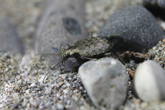 Opisthius richardsoni