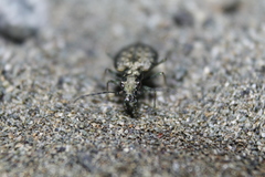 Opisthius richardsoni