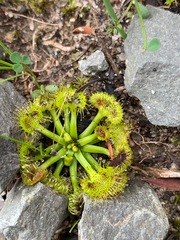 Drosera hookeri