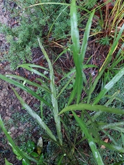 Carmichaelia williamsii