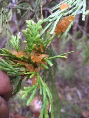 Gymnotelium blasdaleanum