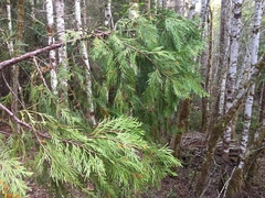 Gymnotelium blasdaleanum