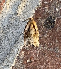 Archips grisea