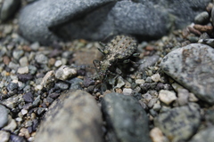 Opisthius richardsoni
