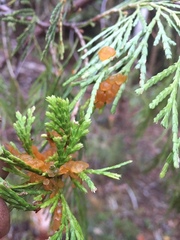 Gymnotelium blasdaleanum