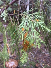 Gymnotelium blasdaleanum