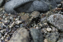 Opisthius richardsoni