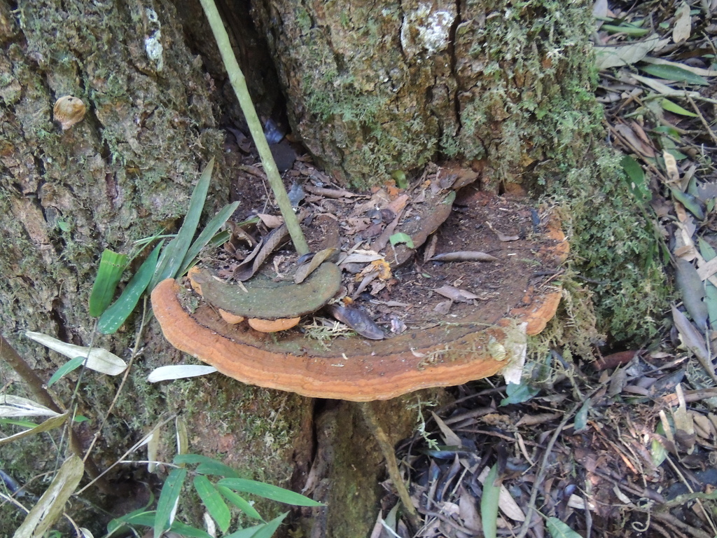 Fuscoporia wahlbergii