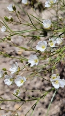 Eremogone macradenia