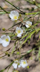 Eremogone macradenia