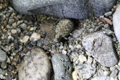 Opisthius richardsoni