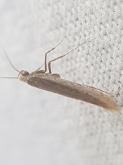 Aspilapteryx tringipennella