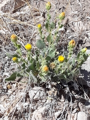 Xanthisma grindelioides