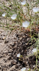 Eremogone macradenia