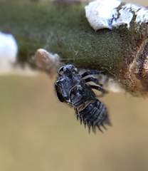 Enchenopa quadricolor