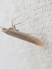 Aspilapteryx tringipennella