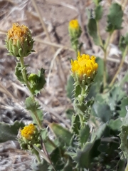 Xanthisma grindelioides