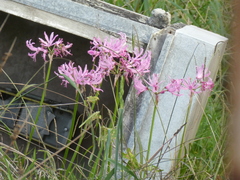 Nerine bowdenii