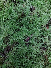 Acrocladium