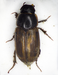 Melinopterus sphacelatus