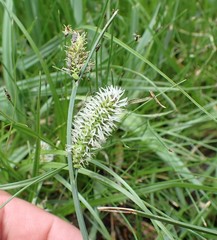 Carex nebrascensis