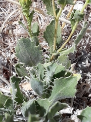 Xanthisma grindelioides