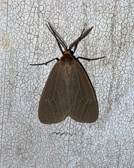 Pagara simplex