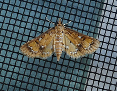Niphograpta albiguttalis