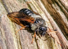 Trichiosoma triangulum