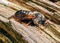 Trichiosoma triangulum