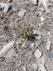 Xanthisma grindelioides