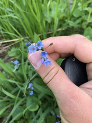 Mertensia paniculata