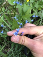 Mertensia paniculata