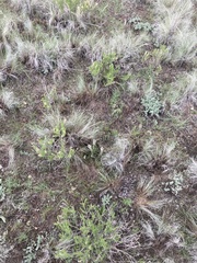 Veronica plantaginea