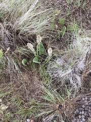 Veronica plantaginea