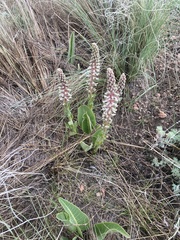 Veronica plantaginea