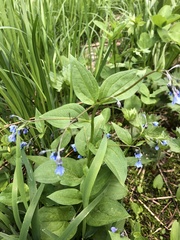 Mertensia paniculata