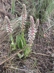 Veronica plantaginea