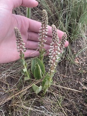 Veronica plantaginea