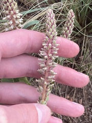 Veronica plantaginea