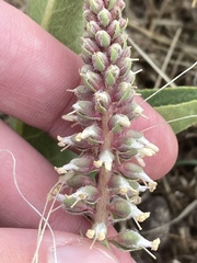 Veronica plantaginea